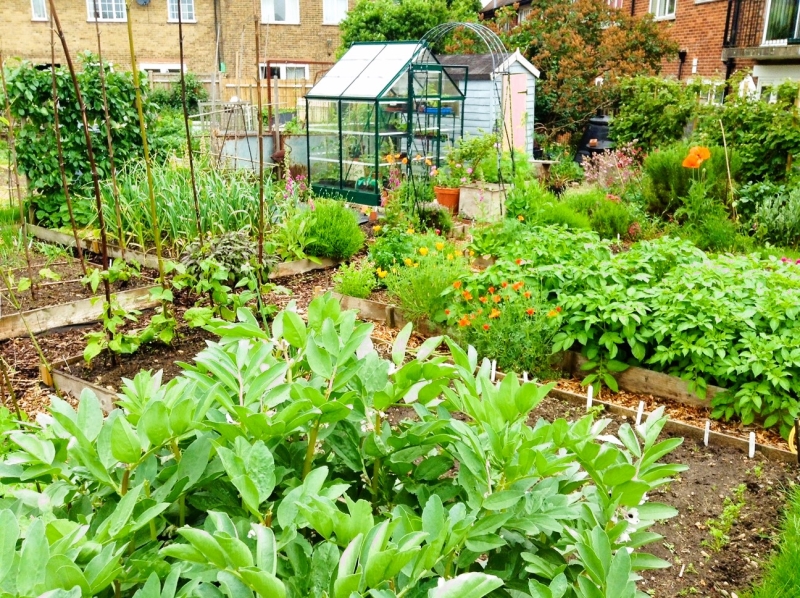 Roehampton Garden Society Allotments